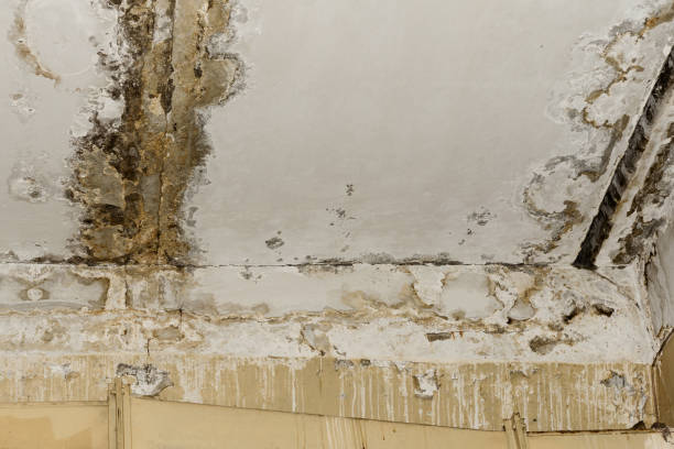 Best Water damage cleanup near me  in Milam, TX